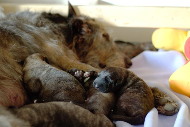 Arahu Irish Wolfhound with litter of puppies.