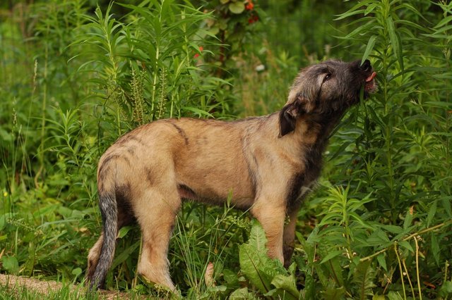 Irish Wolfhound puppy foraging for herbs.